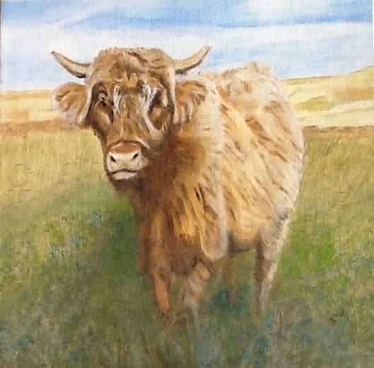 Highland Cow